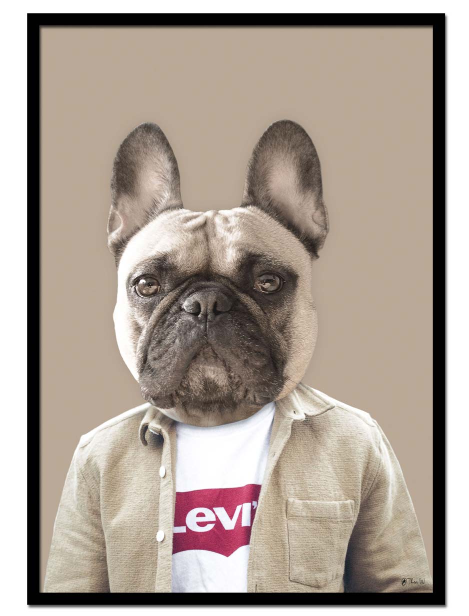 Frankie The Bulldog