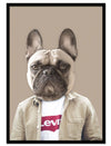 Frankie The Bulldog