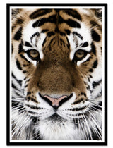 Tiger Face